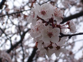 Propiedades - Beneficios - Cocina - Curiosidades  Las Ciruelas de los Ciruelos Golden Japan son comestibles y pueden comerse tanto crudos como en pasa (fruta deshidratada).  Las Ciruelas poseen una gran cantidad de sorbitol que tiene un efecto laxante en nuestro sistema digestivo.  Las Ciruelas de los Ciruelos Golden Japan deben su denominación a que proceden de las islas del Japón.  En gastronomía las Ciruelas se usan en pastelería y para la confección de mermeladas, licores y jarabes.
